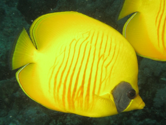 Chaetodon semilarvatus